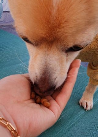 씨디랩 속이 편한 강아지 사료 소프트발란스 기호성 좋은 발효사료 피부와 위장 관절과 위장 — 5점을 준 리뷰어가 2021년 4월 올린 사용 사진