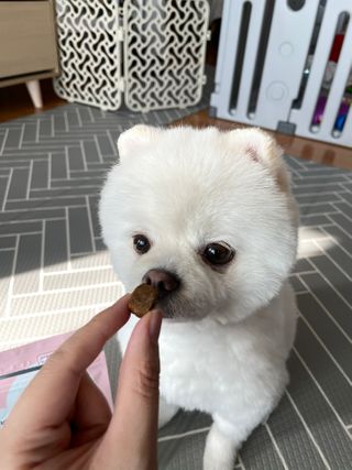 My Pet Care 천연단백질 관절건강에 개좋아 — 4.5점을 준 리뷰어가 2021년 1월 올린 사용 사진