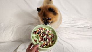 씽크라이크펫 큐브생식 1kg — 5점을 준 리뷰어가 2022년 11월 올린 사용 사진