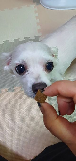 My Pet Care 천연단백질 관절건강에 개좋아 — 5점을 준 리뷰어가 2021년 3월 올린 사용 사진