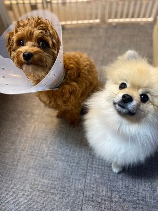 화이집사님이 올린 리뷰 사진 1