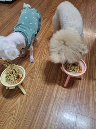 안심댕면 강아지라면 5봉지+쓰담쓰담 종합영양제 2스틱 샘플 증정 — 5점을 준 리뷰어가 2022년 8월 올린 사용 사진