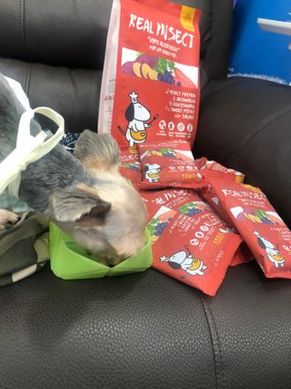 [푸디웜] 라포그  리얼인섹트 관절 저알러지 강아지 사료  1.2KG — 5점을 준 리뷰어가 2022년 8월 올린 사용 사진