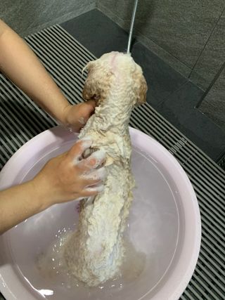마리앤루이펫샴푸 [mari and louie pet shampoo] — 4점을 준 리뷰어가 2021년 5월 올린 사용 사진