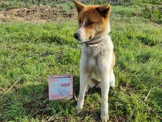 My Pet Care 천연단백질 관절건강에 개좋아 — 5점을 준 리뷰어가 2021년 3월 올린 사용 사진