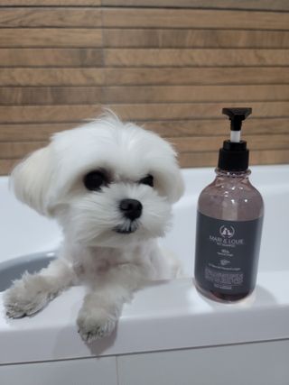 마리앤루이펫샴푸 [mari and louie pet shampoo] — 5점을 준 리뷰어가 2021년 5월 올린 사용 사진