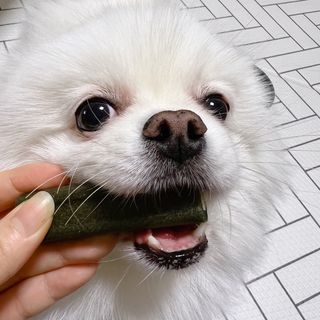 [푸디웜] 라포그 코어덴탈츄 그린 (10개입) — 5점을 준 리뷰어가 2022년 12월 올린 사용 사진