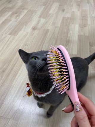 아이캔디 레인보우 볼륨S  브러쉬 for PET 미디엄 — 5점을 준 리뷰어가 2020년 12월 올린 사용 사진