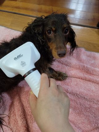 아베크 펫 강아지 고양이 애견 에어 브러쉬 드라이기 올인원 — 5점을 준 리뷰어가 2021년 7월 올린 사용 사진