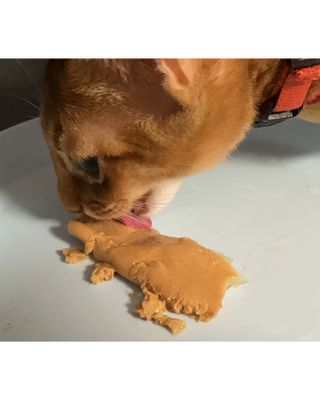 페페로니 맛있는 스틱 - 무항생제 닭고기 15개 + 알래스카 연어 15개 — 5점을 준 리뷰어가 2021년 9월 올린 사용 사진