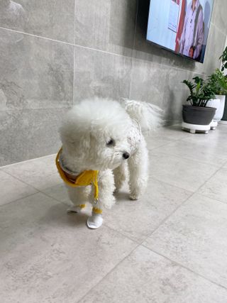 코보콩 에어슈즈 강아지 일회용 신발 소용량 패키지 20매 초경량  미끄럼방지 실내외 겸용 — 4점을 준 리뷰어가 2022년 2월 올린 사용 사진