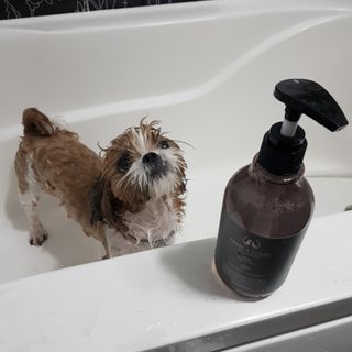 마리앤루이펫샴푸 [mari and louie pet shampoo] — 5점을 준 리뷰어가 2021년 7월 올린 사용 사진