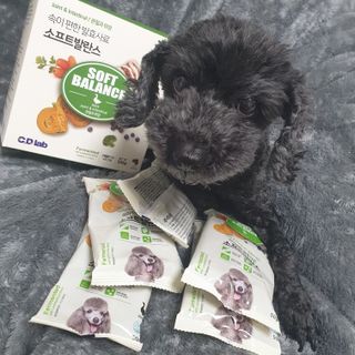 씨디랩 속이 편한 강아지 사료 소프트발란스 기호성 좋은 발효사료 피부와 위장 관절과 위장 — 5점을 준 리뷰어가 2021년 3월 올린 사용 사진