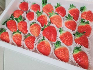 옳음 딸기 논산 설향 딸기 900g 산지직송 — 5점을 준 리뷰어가 2021년 1월 올린 사용 사진