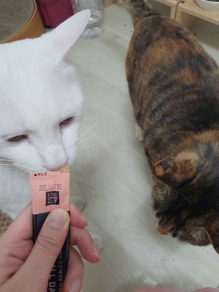 옒이님이 올린 리뷰 사진 2