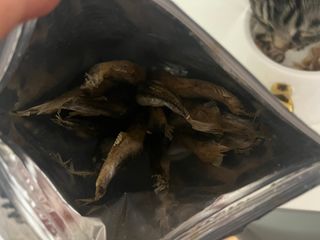 [펫시밀] 원물그대로 영양듬뿍 진공동결건조 치킨텐더100g, 열빙어트릿100g 강아지 고양이 간식 — 5점을 준 리뷰어가 2023년 5월 올린 사용 사진