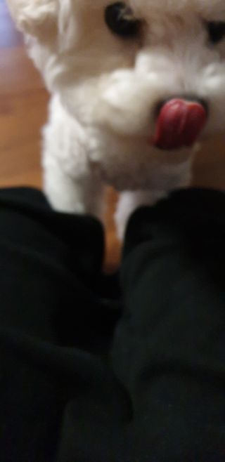 My Pet Care 천연단백질 관절건강에 개좋아 — 5점을 준 리뷰어가 2021년 1월 올린 사용 사진