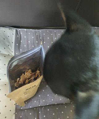 [보헤리] 국내산 강아지 육포간식 바삭 64 2종 — 5점을 준 리뷰어가 2022년 4월 올린 사용 사진