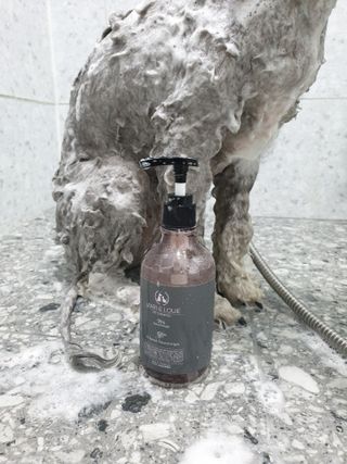 마리앤루이펫샴푸 [mari and louie pet shampoo] — 4점을 준 리뷰어가 2021년 5월 올린 사용 사진