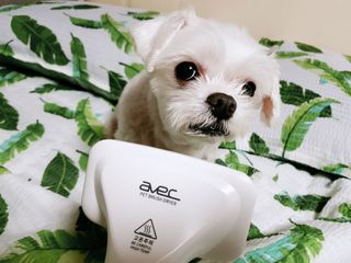 아베크 펫 강아지 고양이 애견 에어 브러쉬 드라이기 올인원 — 4점을 준 리뷰어가 2021년 7월 올린 사용 사진