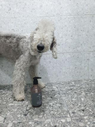 마리앤루이펫샴푸 [mari and louie pet shampoo] — 4점을 준 리뷰어가 2021년 5월 올린 사용 사진