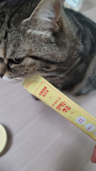 페페로니 잘 먹는 캣츄 - 무항생제 닭고기 24개입 — 5점을 준 리뷰어가 2021년 7월 올린 사용 사진
