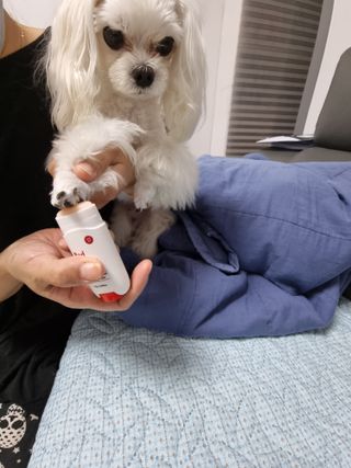 [레드허니밤]자유펫 고양이 강아지 발바닥 밤 14g — 5점을 준 리뷰어가 2021년 10월 올린 사용 사진