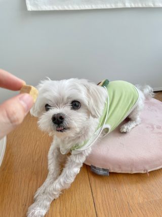 [펫시밀] 원물그대로 영양듬뿍 진공동결건조 북어트릿75g,치킨트릿100g,연어트릿75g 강아지 고양이 간식 — 5점을 준 리뷰어가 2023년 5월 올린 사용 사진