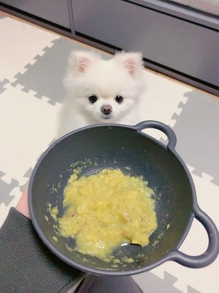 베이컨박스 [BACON] 강아지 수제간식 간편 동결건조 스튜 2종 - 황태, 초록 홍합 — 5점을 준 리뷰어가 2020년 12월 올린 사용 사진