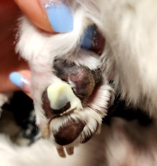 소중하비님이 올린 리뷰 사진 1