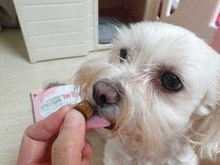 My Pet Care 천연단백질 관절건강에 개좋아 — 5점을 준 리뷰어가 2021년 1월 올린 사용 사진