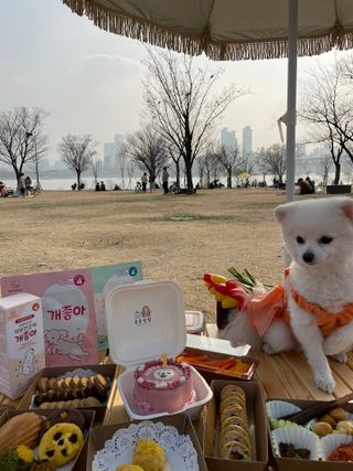 My Pet Care 모발과 모질 피부건강에 개좋아 — 5점을 준 리뷰어가 2021년 3월 올린 사용 사진