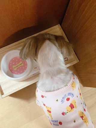 [보장균수500만] 건강한장 프로젝트 강아지사료 보스독 프로바이오틱스 340.19g 2종 — 5점을 준 리뷰어가 2021년 2월 올린 사용 사진