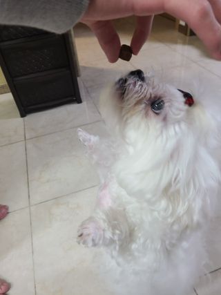 My Pet Care 천연단백질 눈건강에 개좋아 — 5점을 준 리뷰어가 2021년 3월 올린 사용 사진