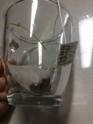 산그리메 아카시아+목련+매화+슬림 유자차 Set — 5점을 준 리뷰어가 2021년 10월 올린 사용 사진