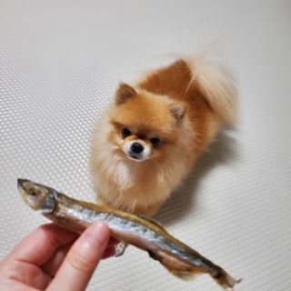 [펫시밀] 원물그대로 영양듬뿍 동결건조 왕북어트릿300g,왕치킨트릿400g,열빙어트릿300g 대용량 간식 — 5점을 준 리뷰어가 2023년 5월 올린 사용 사진