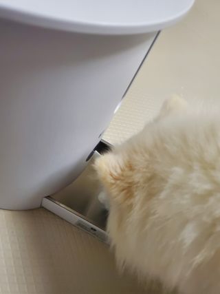 My Pet Care 장건강에 개좋아 — 5점을 준 리뷰어가 2021년 2월 올린 사용 사진