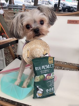 [푸디웜] 라포그  리얼인섹트 웨이트밸런스 저알러지 강아지 사료  1.2KG — 5점을 준 리뷰어가 2021년 7월 올린 사용 사진