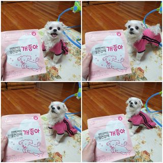 My Pet Care 천연단백질 관절건강에 개좋아 — 5점을 준 리뷰어가 2021년 2월 올린 사용 사진