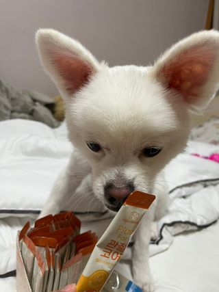 콩이예요님이 올린 리뷰 사진 4