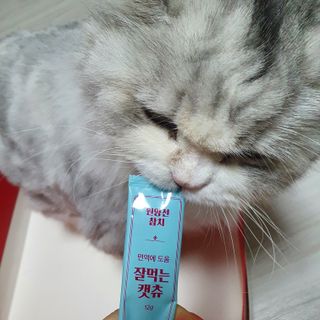 페페로니 잘 먹는 캣츄 - 원양선 참치 24개입 — 5점을 준 리뷰어가 2021년 10월 올린 사용 사진