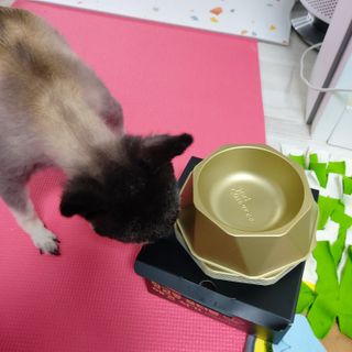 [세싹보울] 세균 싹~ 사라지는 셀앤핏 펫 항균동 애견식기 — 3.5점을 준 리뷰어가 2021년 6월 올린 사용 사진
