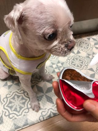 비타크래프트 조에시 하트캔 85g 강아지 습식캔 10캔 — 5점을 준 리뷰어가 2021년 9월 올린 사용 사진
