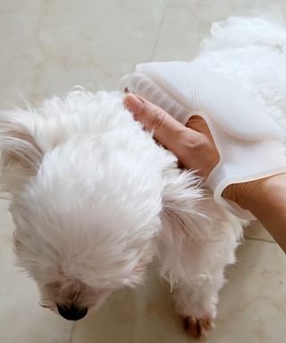 whol 키토미스트 150ml + 실리콘바디브러쉬  강아지 고양이 항균항바이러스, 강력탈취 피부 보습,무향 — 5점을 준 리뷰어가 2022년 9월 올린 사용 사진