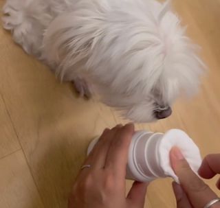 whol 키토클린 200ml - 항균항바이러스 강아지 눈 코 입 귀 세정탈취 고양이 턱드름제거 무향 워터리스 대용량 — 5점을 준 리뷰어가 2022년 9월 올린 사용 사진