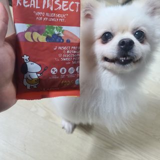 [푸디웜] 라포그  리얼인섹트 관절 저알러지 강아지 사료  1.2KG — 5점을 준 리뷰어가 2022년 8월 올린 사용 사진