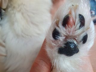 [레드허니밤]자유펫 고양이 강아지 발바닥 밤 14g — 4점을 준 리뷰어가 2021년 10월 올린 사용 사진