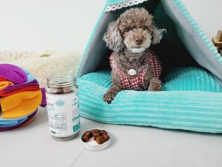 랩솔루션 강아지 영양제 3종 중 택 1 — 5점을 준 리뷰어가 2022년 5월 올린 사용 사진