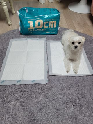 아베크 펫 와이드 프리미엄 중형 애견 강아지 배변 패드 54매 1팩 45g — 5점을 준 리뷰어가 2021년 7월 올린 사용 사진