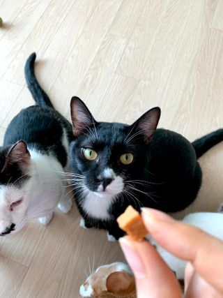 오둥이맘님이 올린 리뷰 사진 1